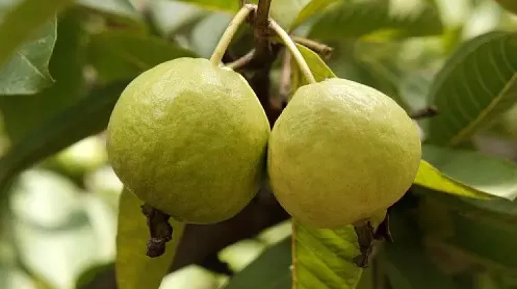 Ini Manfaat Jambu Biji untuk Kesehatan Tubuh